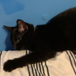 Meet your Posher, Genesis